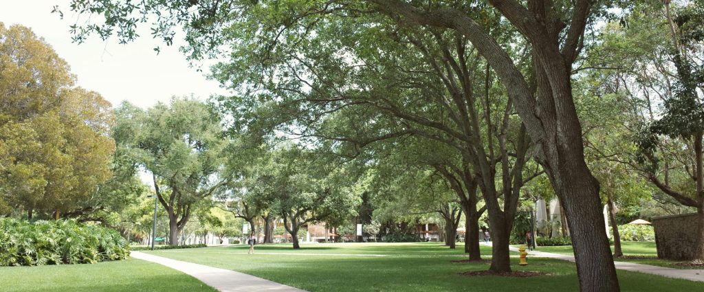 pexels-davegarcia-31056507